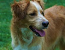 Benji: 2-3 year old Shephard Mix