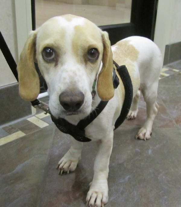 lemon beagle mix