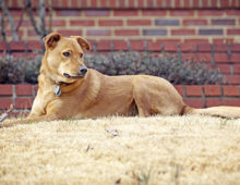 Lucy Lu: Belgian malinois mix (shepherd)