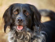 Fisher: Spaniel Mix
