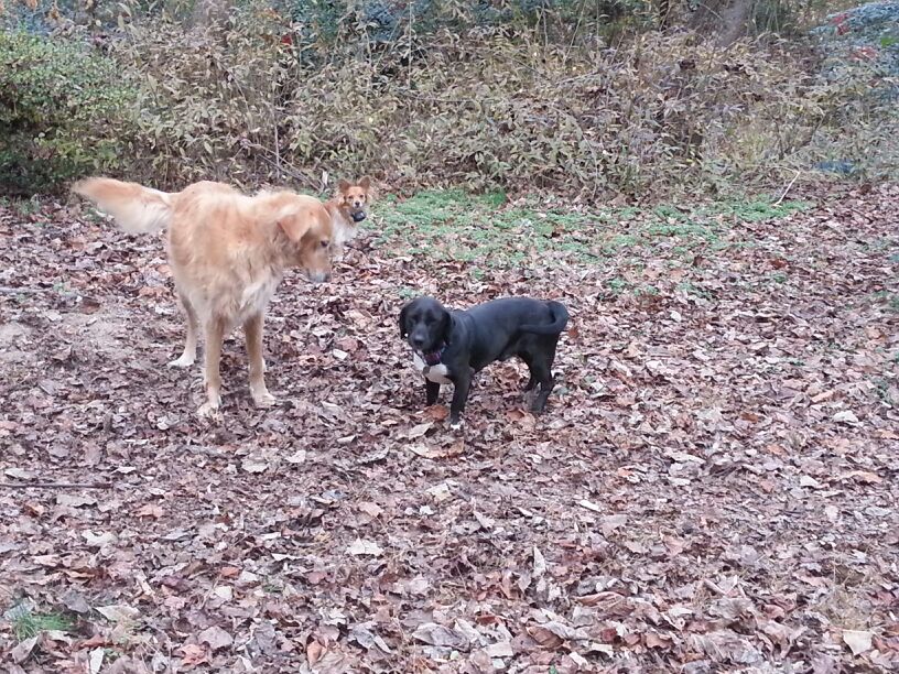 Where Can I Get My Dog Aggression Tested Where Can I Get My Dog Aggression Tested