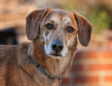 Bosley: Spanish Greyhound mix