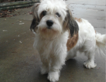havanese beagle mix world rescue 187 happy trails havanese beagle mix world rescue 187 happy trails