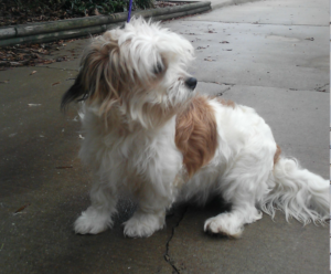havanese rescue havanese dogs rescue havanese rescue breeds picture havanese rescue havanese dogs rescue havanese rescue breeds picture