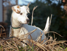 Orvis: Pointer/lab mix
