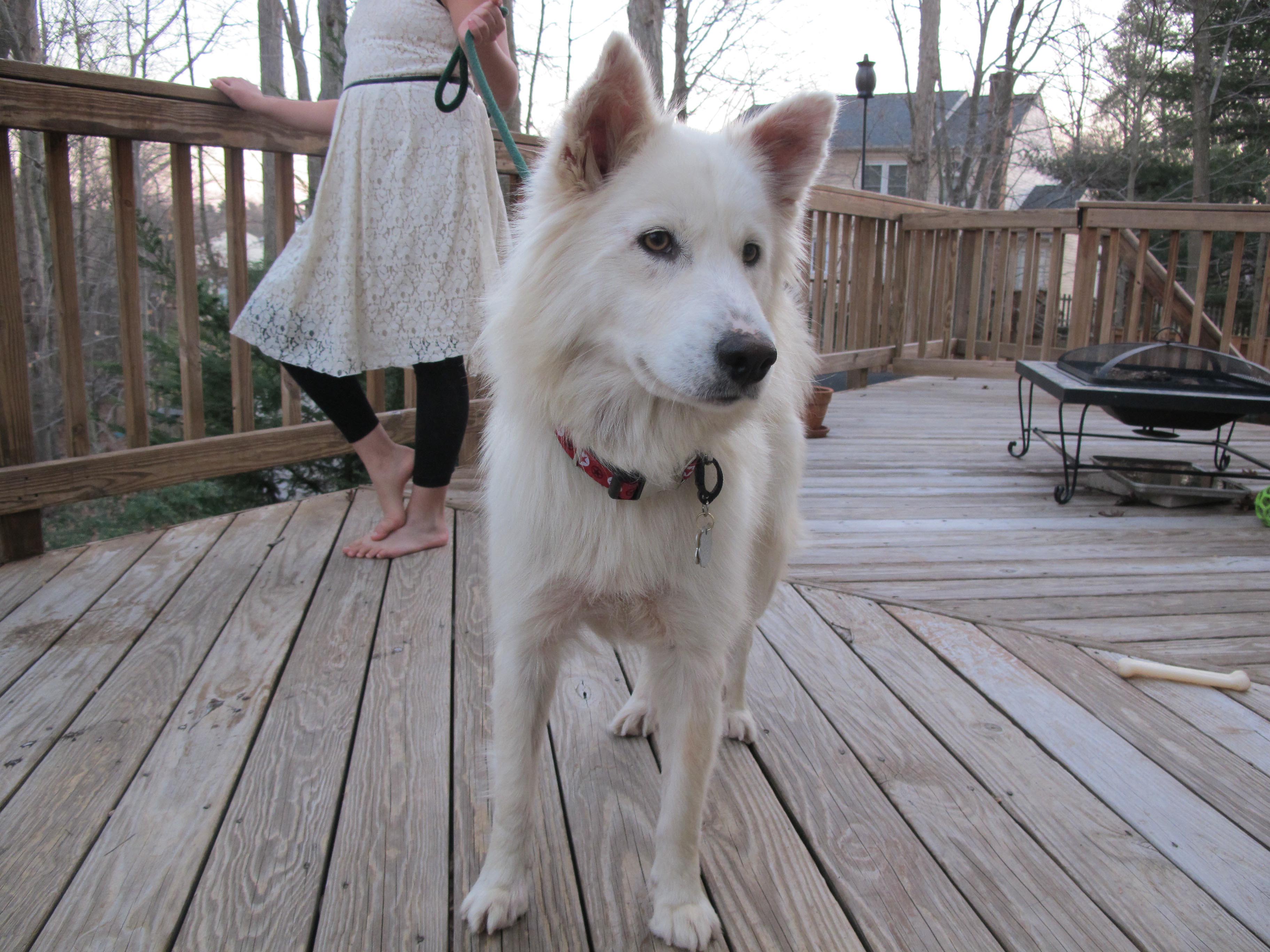 samoyed husky mix puppies for sale image gallery samoyed mix samoyed husky mix puppies for sale image gallery samoyed mix