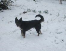 Bandit: German Shepherd/Collie mix