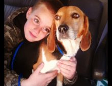 Dixie: Beagle Mix