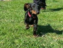 Trooper: Doxie mix pup