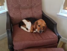 Chip: Beagle/Basset Mix