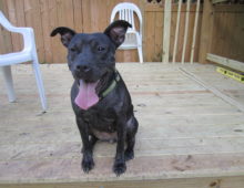 Tiny: American Staffordshire Mix