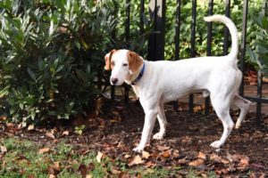 american foxhound pointer mix