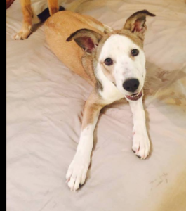 sia puppies are forever world rescue 187 sia whippet basenji mix pup sia puppies are forever world rescue 187 sia whippet basenji mix pup