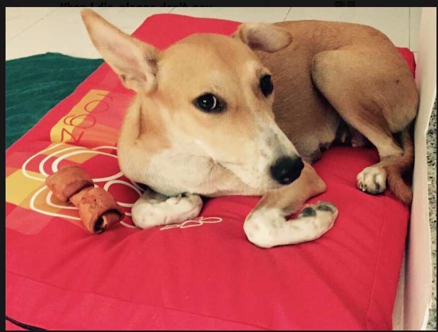 Dog World Rescue Maddie Whippet Saluki Mix 1 Yr