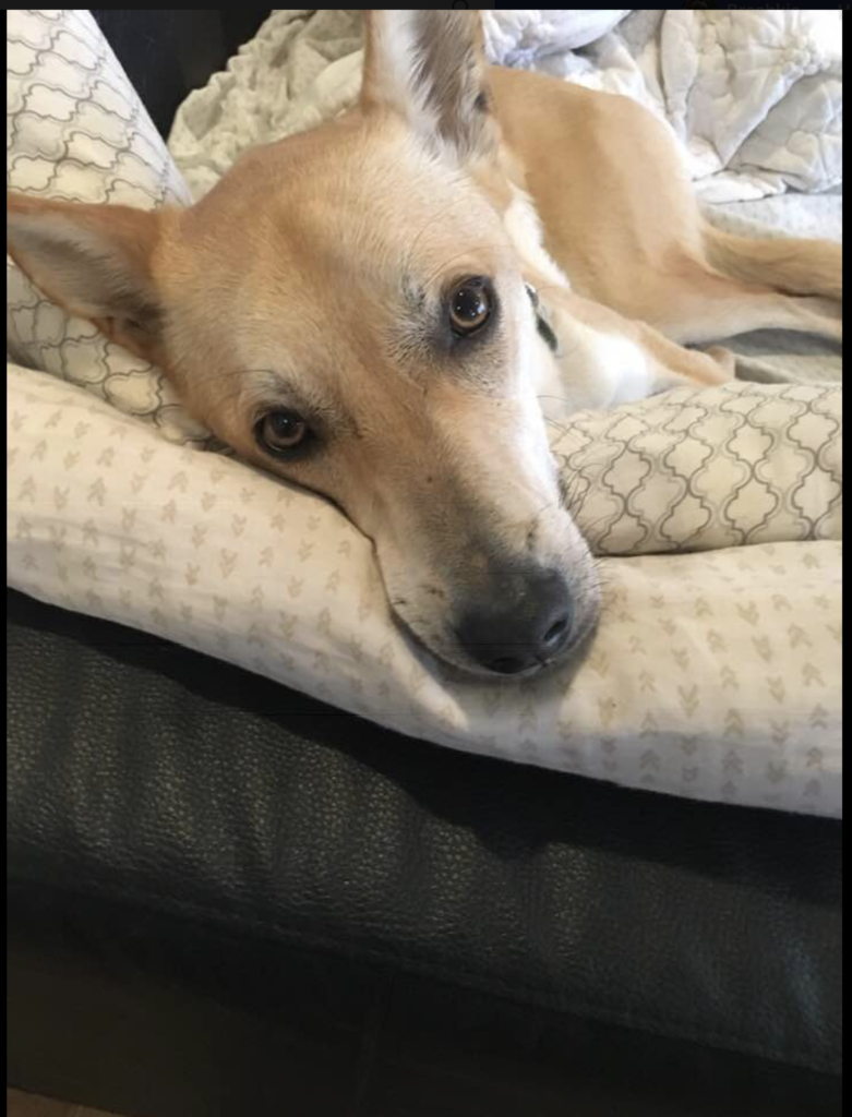 Dog World Rescue » Snoopy Canaan mix