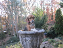 Demmi: Beagle girl (Adoption Pending)