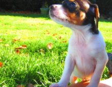 Forest: Mini Beagle Mix Male (Jellybean’s pup)