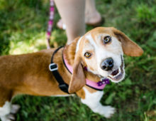 Daisy : ~2 yr old beagle