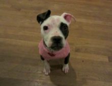 Penny: Boston Terrier/Pit mix 10-11 months