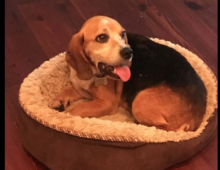 Oscar: ~4 yr old beagle mix
