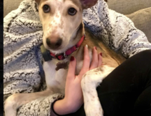 Daisy: ~6 Month old Canaan/saluki mix