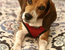 Baxter: Beagle mix ~3 yrs old