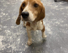 Arlo: 2-3 yr old beagle