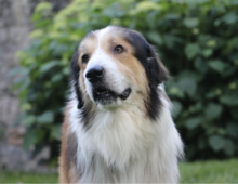 Bear: ~2 yr old Great Pyrenees Mix