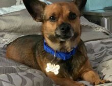 Rocky: 1-2 yr old Chi mix