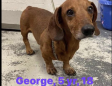 George: ~5 yr old Doxie mix