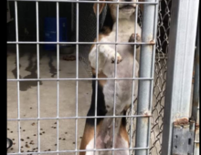 Penny: ~3 yr old beagle mix