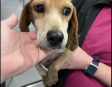 Charlie: 5-7 yr old beagle ~13 lbs